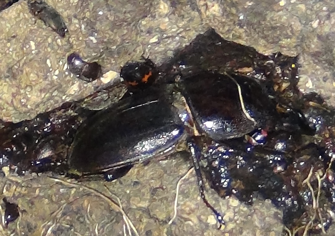 ヒラタクワガタ♂33mm_No.4のクヌギクワガタ達の断末魔のオアシス 2024年5月14日19時40分 気温15.5度